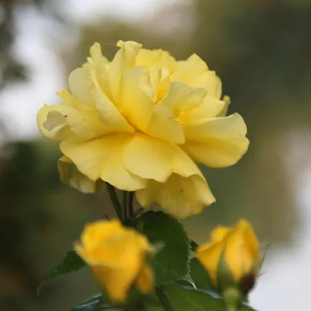 Logis Hotel Auberge Du Port Des Roches Luche-Pringe